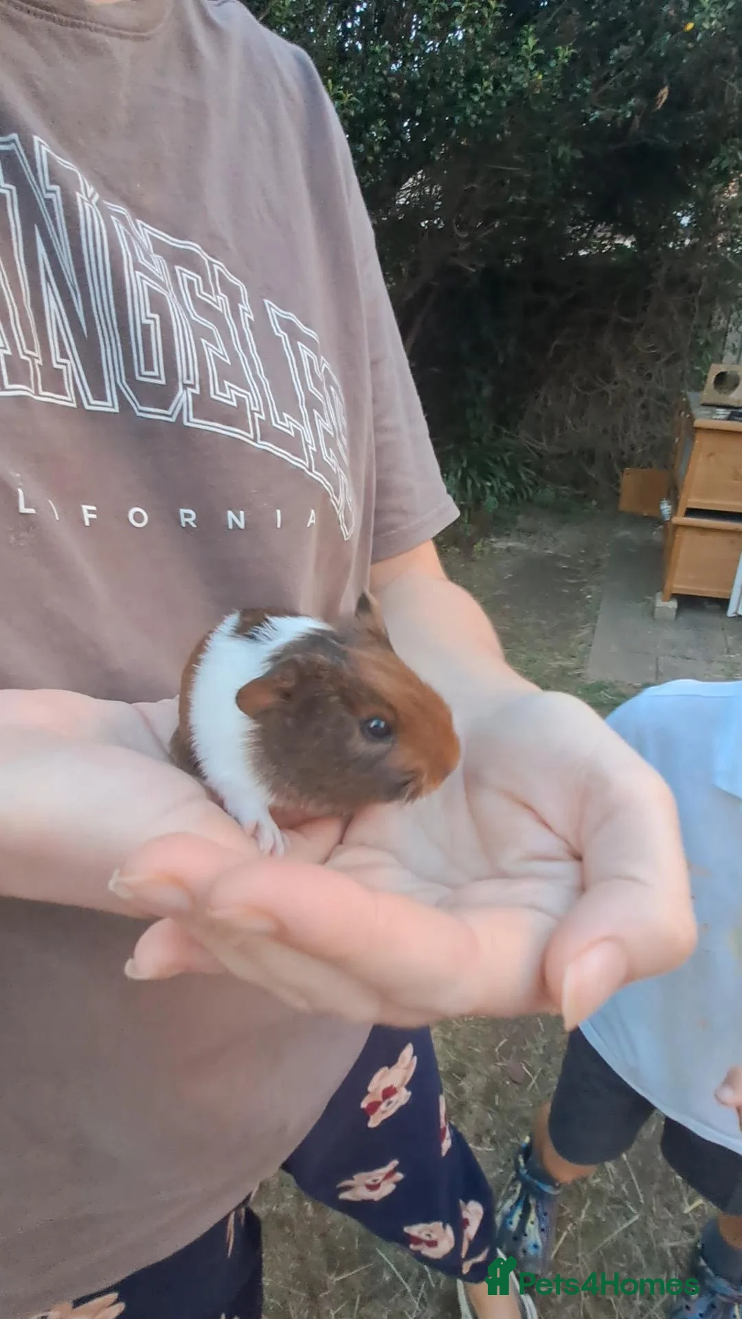 Guinea Pig rodents for sale: 4 Male baby Guinea pigs for sale - Advert 2