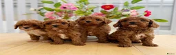 Cavapoo dogs for sale: Ready NOW only TWO boys left! F1bb Toy Cavapoos - Advert 4