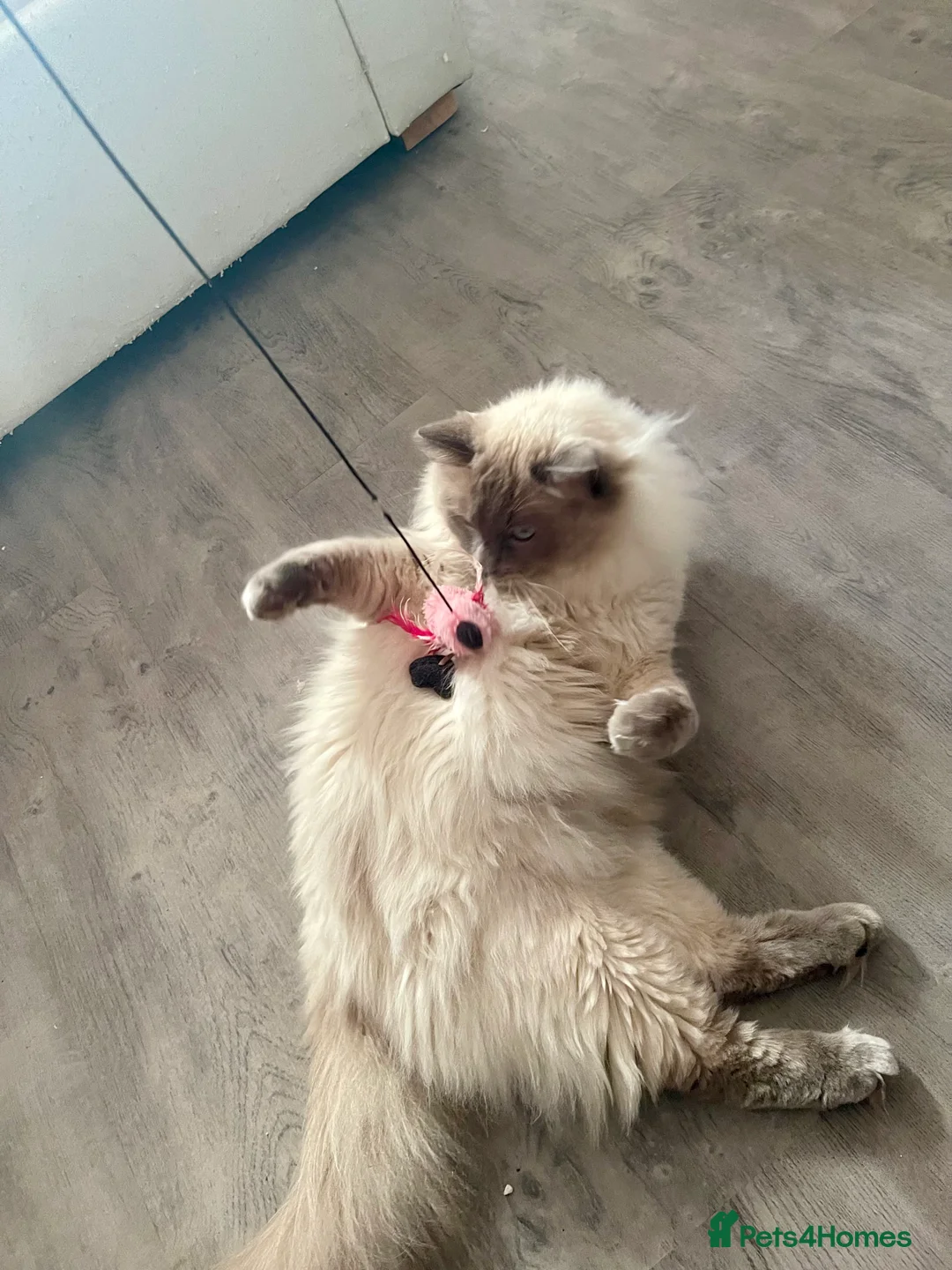 Ragdoll cats for stud: GCCF Proven Stud carrying chocolate in Glasgow - Advert 20