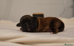 Shih Tzu dogs for sale: Imperial Shihtzu puppies - Image 3