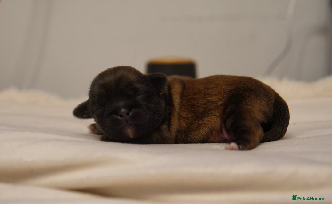 Shih Tzu dogs for sale: Imperial Shihtzu puppies - Image 3