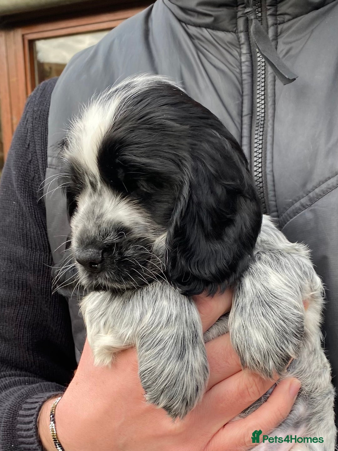Cocker Spaniel dogs for sale: Quality show type cocker spaniel pups. - Advert 3