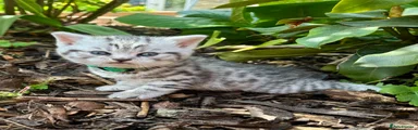 British Shorthair Kitten 4 Green