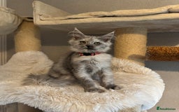Maine Coon cats for sale: Stunning Maine Coon girls  - Image 19
