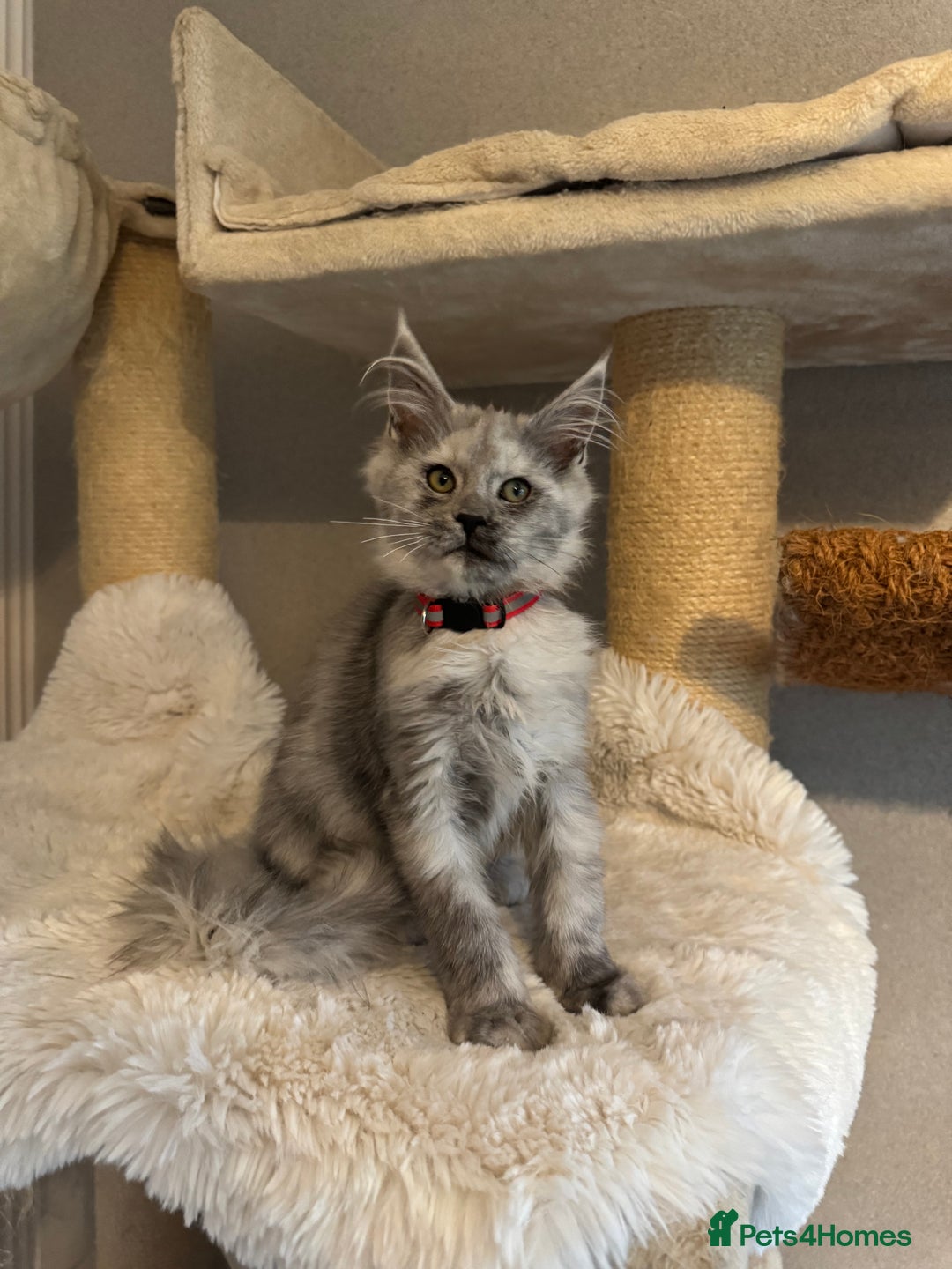 Maine Coon cats for sale: Stunning Maine Coon girls  - Image 19