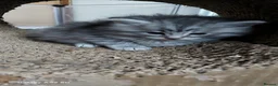 Maine Coon cats for sale: Maine coon x Bengal x Russian Blue mixed litter - Advert 6