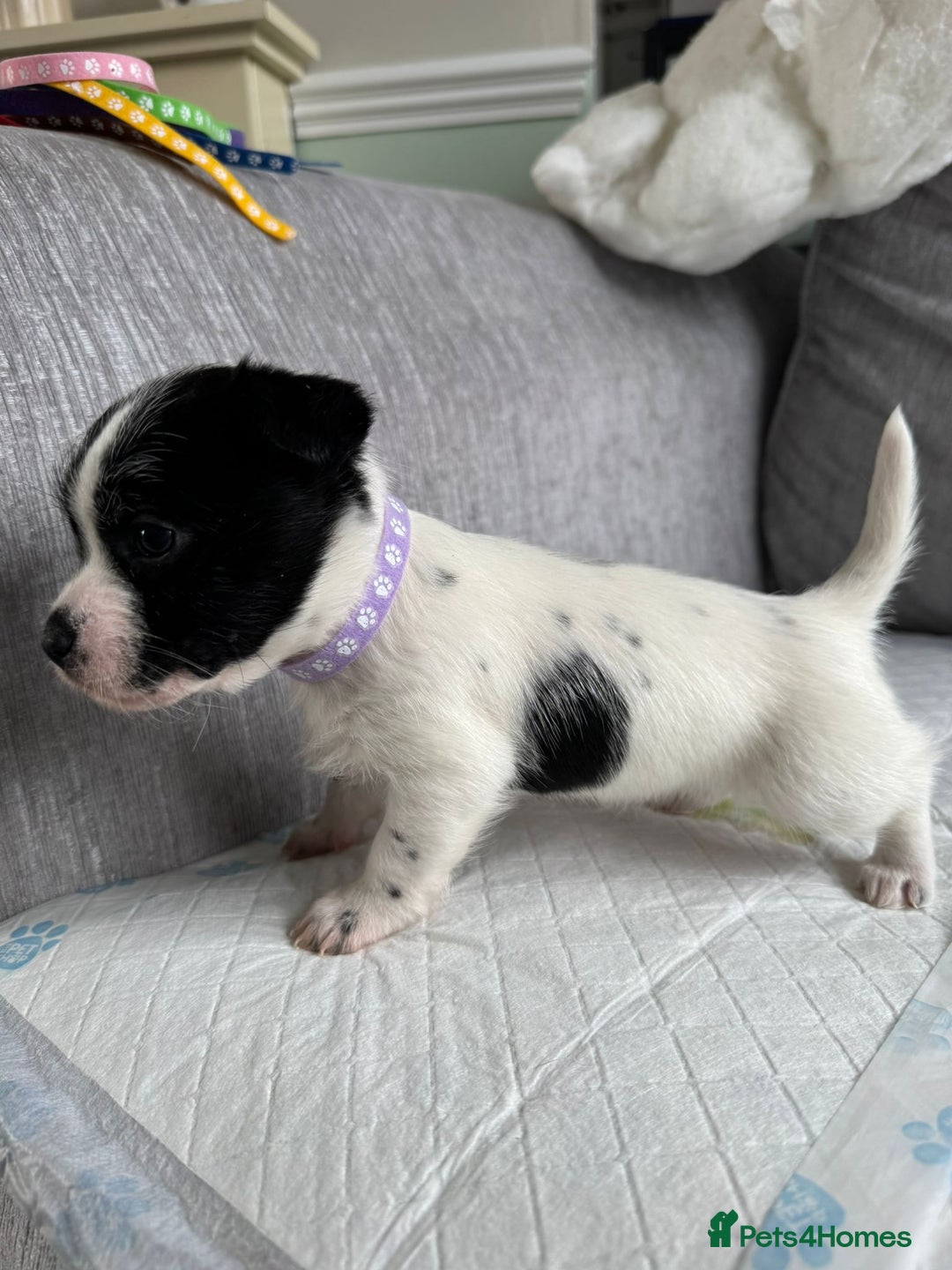 Mixed Breed dogs for sale: Cavalier King Charles Spaniel X Jack Russell - Advert 13