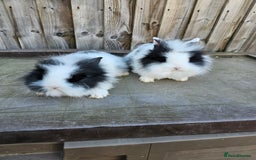 Lionhead rabbits for sale: Mini Lionhead rabbits for sale (male and female) - Image 8