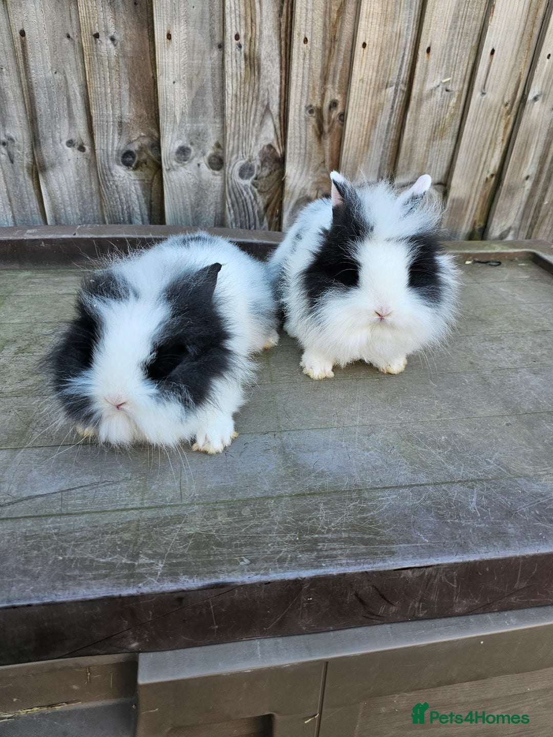 Lionhead rabbits for sale: Mini Lionhead rabbits for sale (male and female) - Image 8