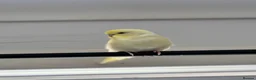 Budgerigars birds for sale: Pair of beautiful hand tamed budgies  in Bolton - Advert 3