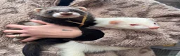Ferret rodents for sale: Ferret kits  in Kidderminster - Advert 5