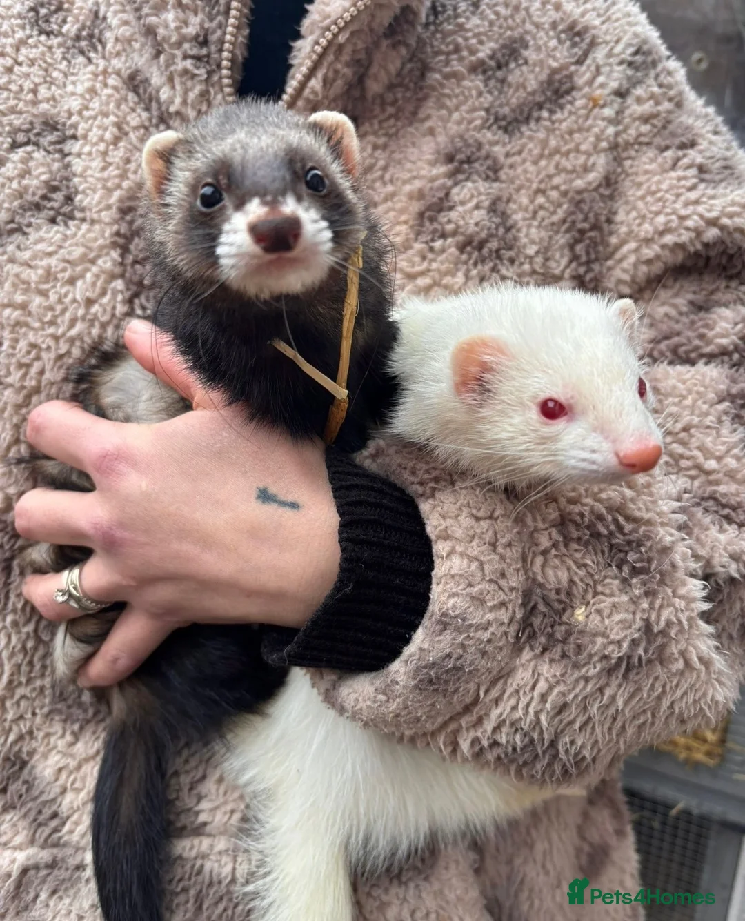 Ferret rodents for sale: Ferret kits  in Kidderminster - Advert 5