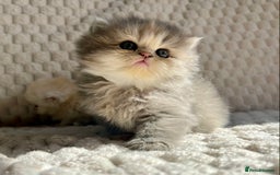 Persian cats for sale: 4 Beautiful Pure Persian Kittens PKD Neg - Image 15
