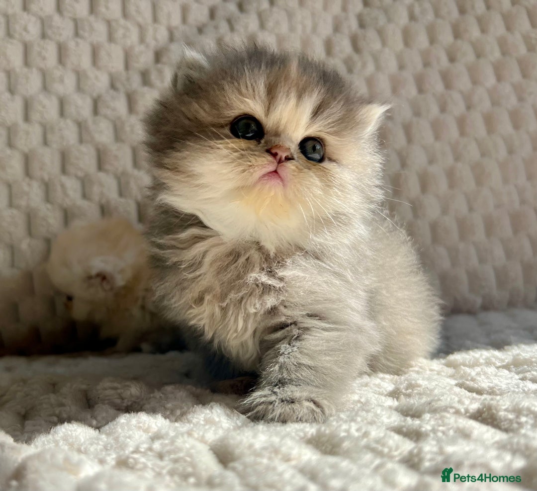 Persian cats for sale: 4 Beautiful Pure Persian Kittens PKD Neg - Image 15