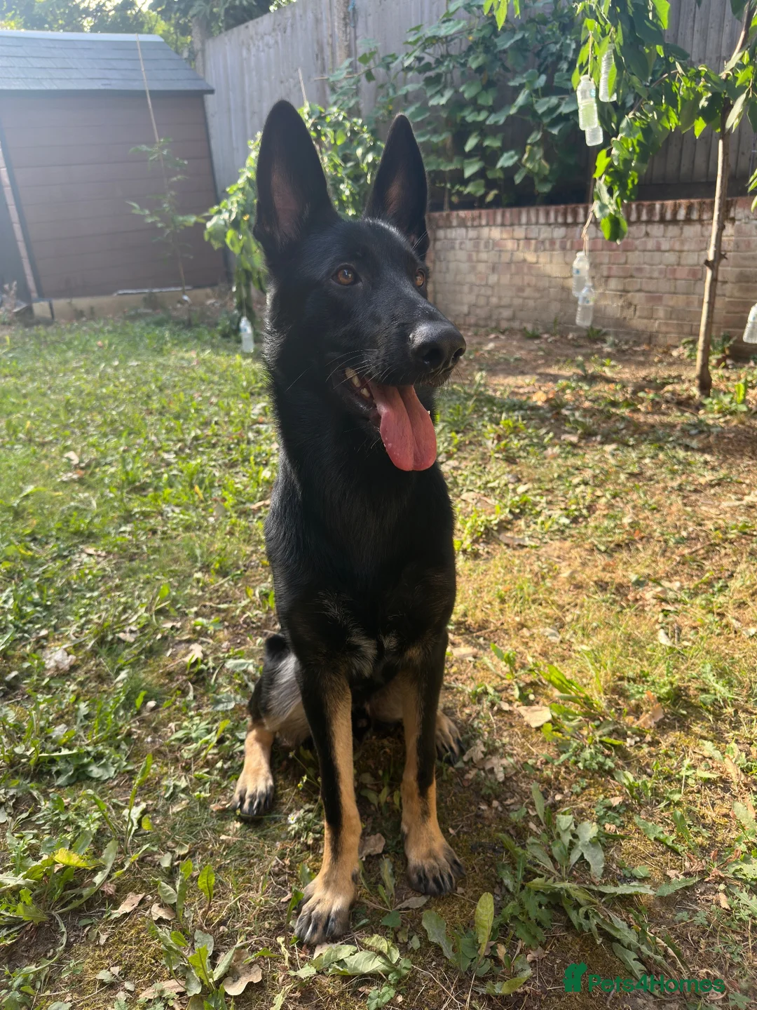 Mixed Breed dogs for sale: German Shepherd x Doberman Male – 9 Months Old - Advert 3