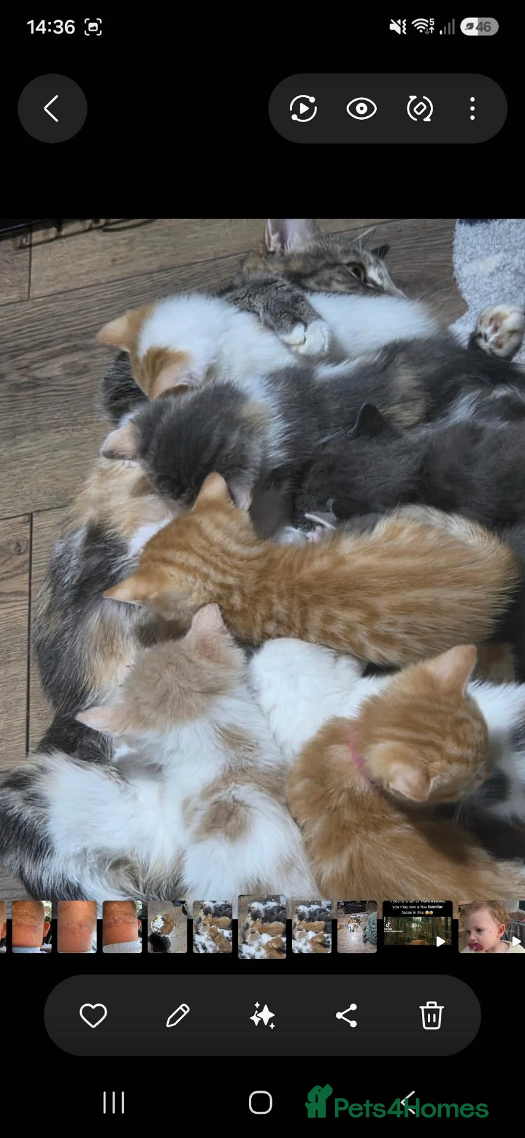 Mixed Breed cats for sale: Kittens ready now please read  - Advert 2