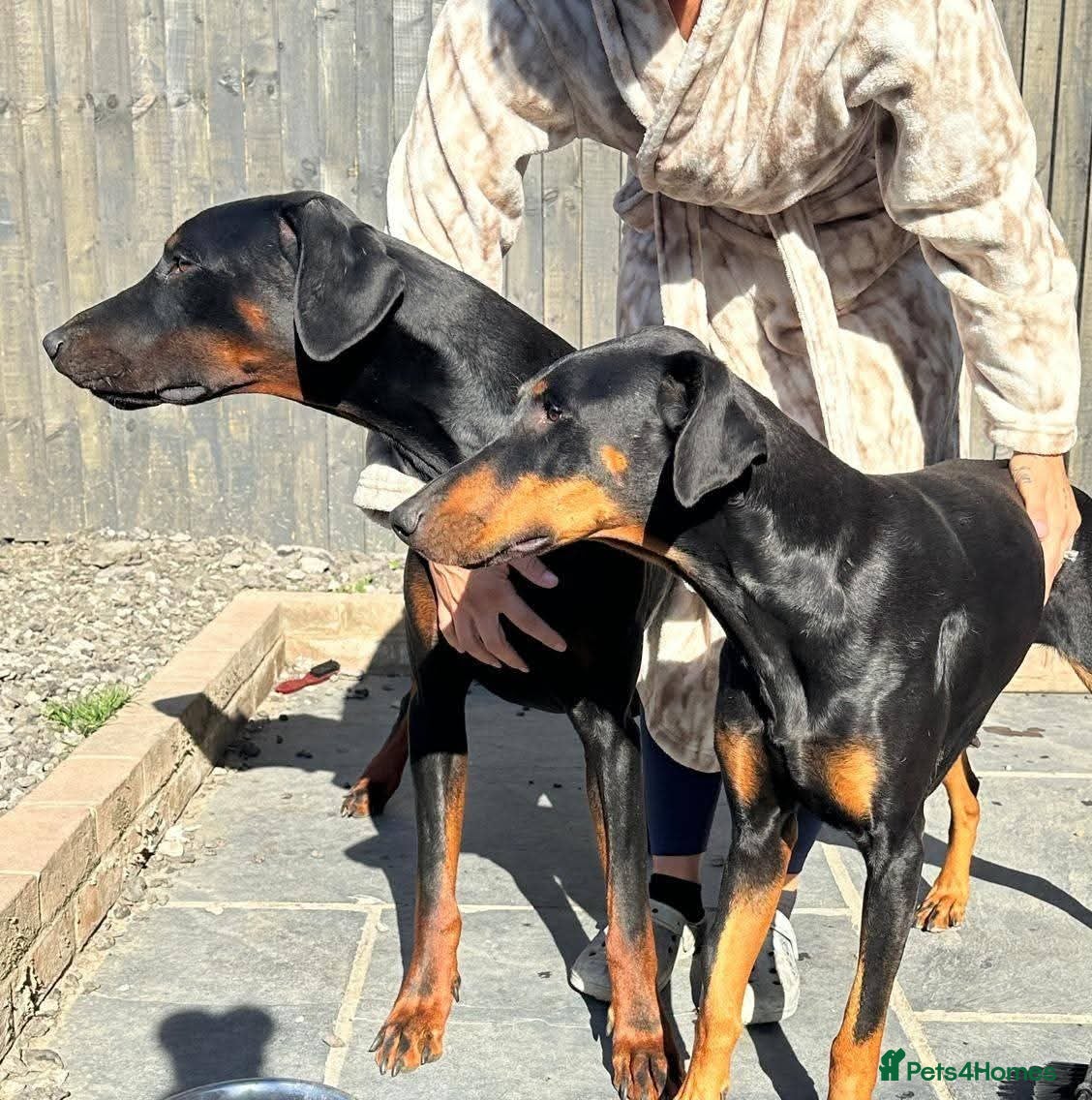 Dobermann dogs  doberman puppies  - Advert 3
