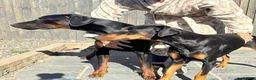 Dobermann dogs for sale:  doberman puppies  - Advert 1