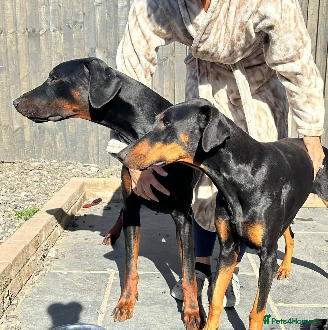 Dobermann dogs for sale:  doberman puppies  - Advert 1