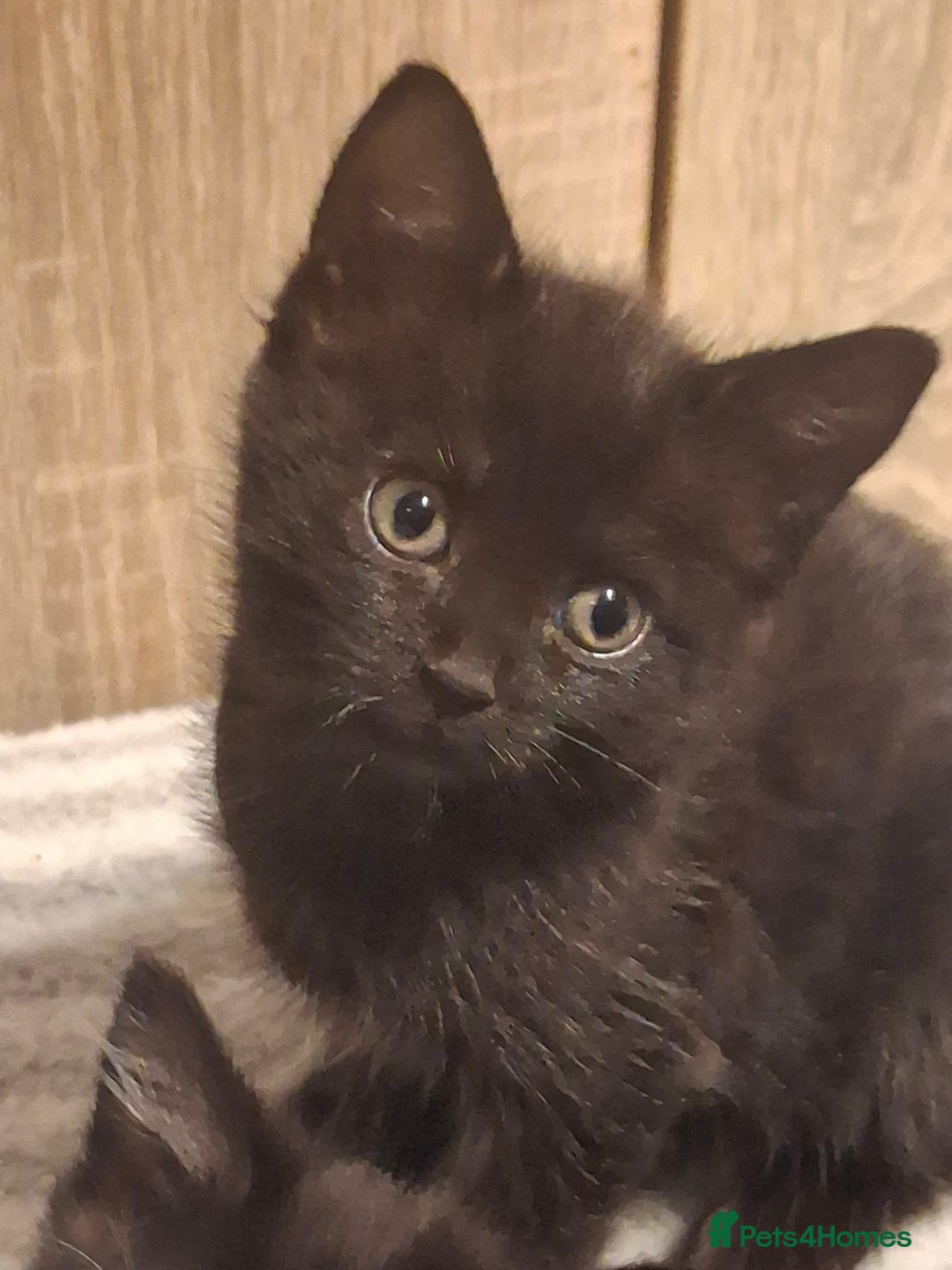 Mixed Breed cats for sale: Beautiful kittens for sale.  - Advert 4