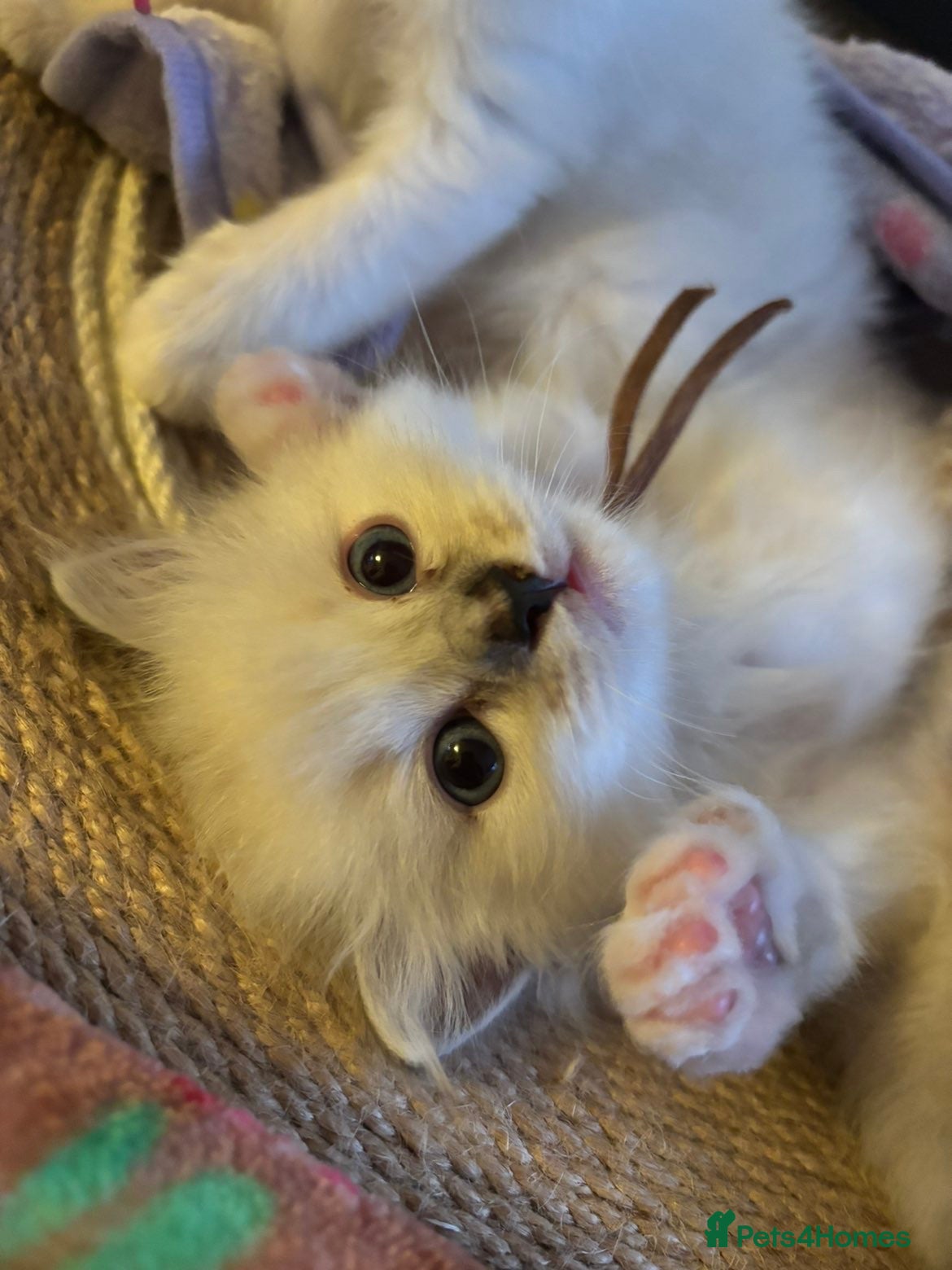 Ragdoll cats for sale: Ragdoll kittens in Menai Bridge - Advert 16