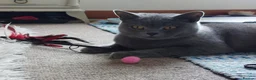 British Shorthair cats for sale: Breeding Queen pure blood British Shorthair in Cardigan - Advert 3