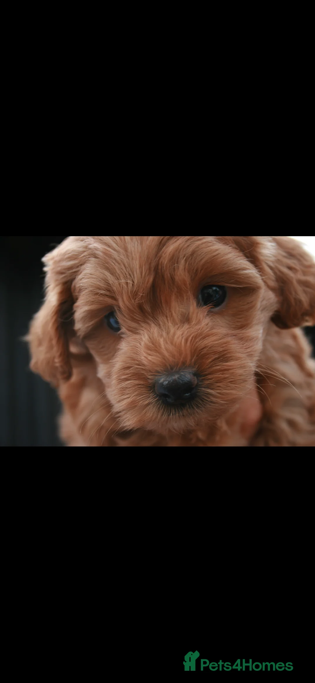 Cockapoo dogs for sale: F1B Mini Cockapoos - Advert 8