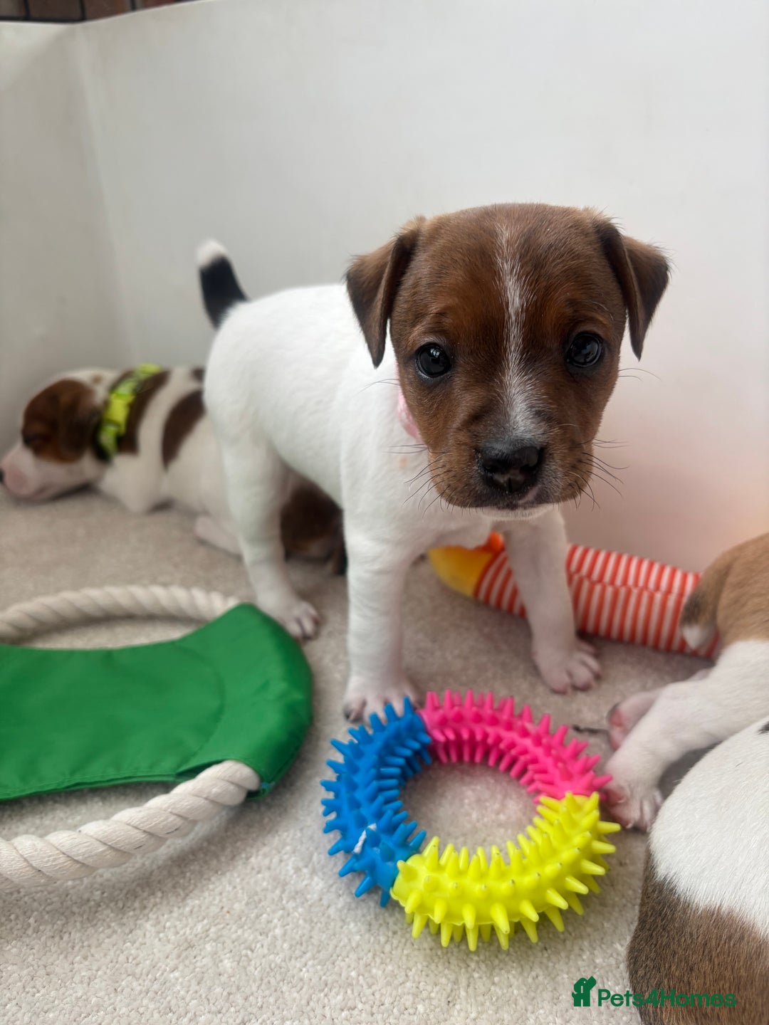 Jack Russell dogs for sale: Quality Jack Russell Puppies - Image 9