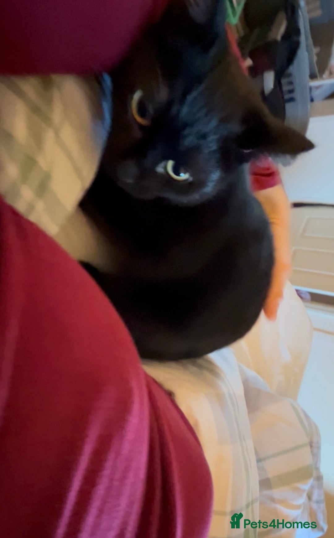 Mixed Breed cats for adoption: Rescue siblings Bumble and Bee need 1st ever home - Advert 10