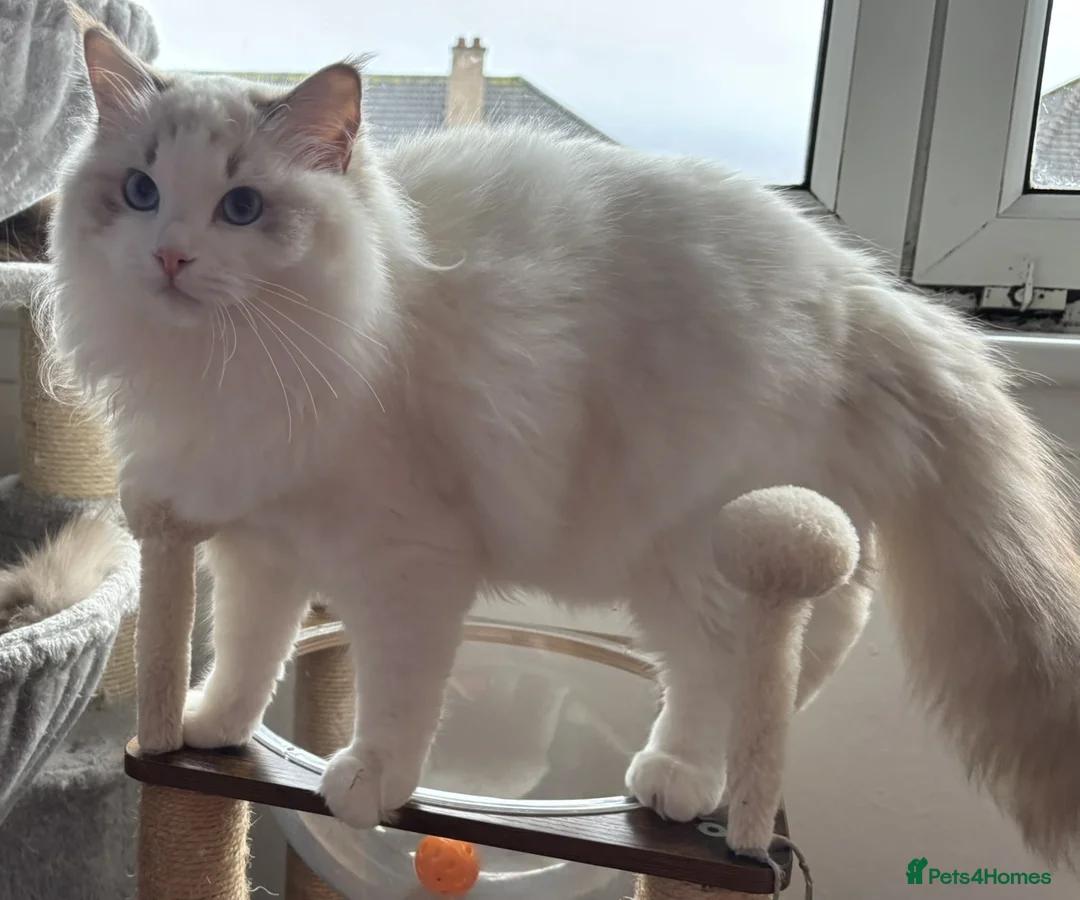 Ragdoll cats for sale: Two The last Boys Pedigree Ragdoll  Available - Advert 8