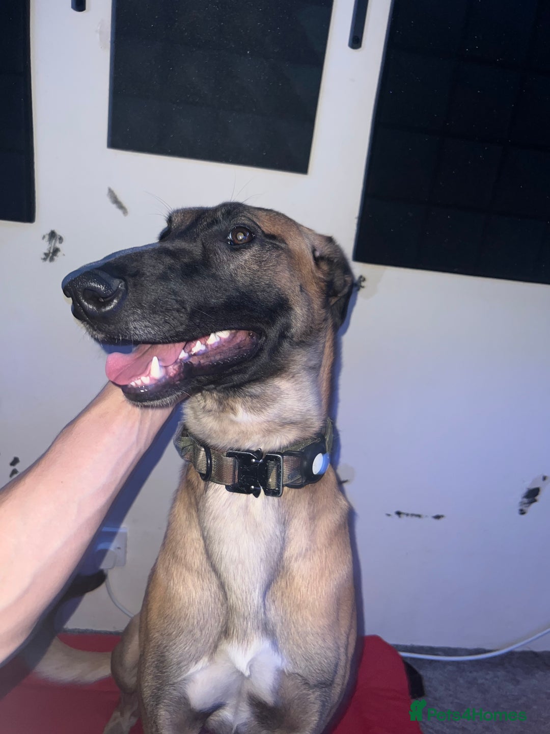 Mixed Breed dogs for sale: Zu - Belgian shepherd x Greyhound  - Advert 6