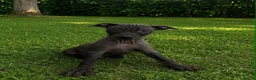Mixed Breed dogs for sale: American Hairless Terrier Puppies  - Advert 2
