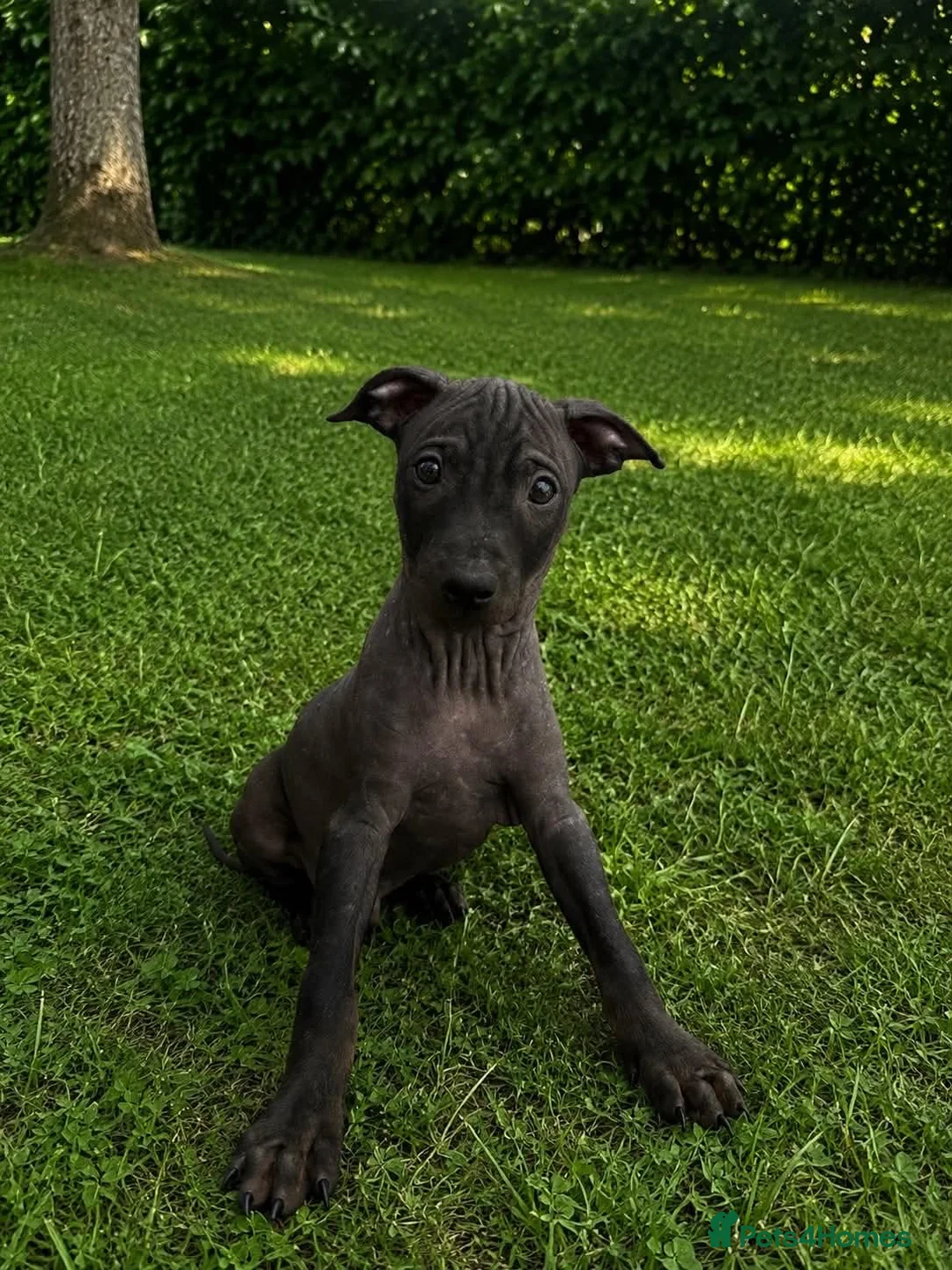 Mixed Breed dogs for sale: American Hairless Terrier Puppies  - Advert 2