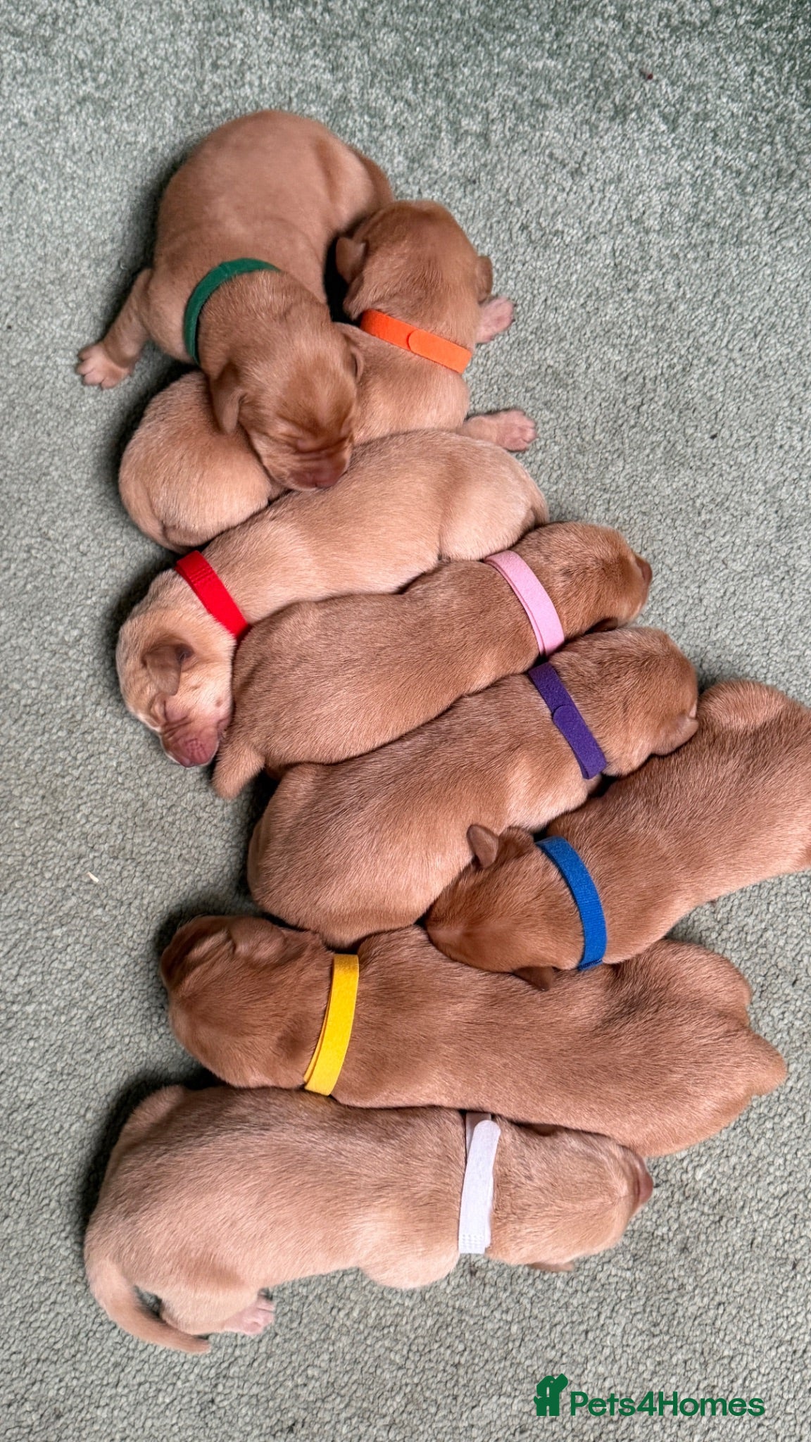 Labrador Retriever dogs KC Fox Red & Yellow Labrador Puppies - Advert 2