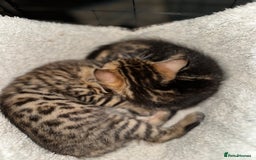Bengal cats for sale: Snow Lynx, Marble & Brown Rosette Bengals - Image 33