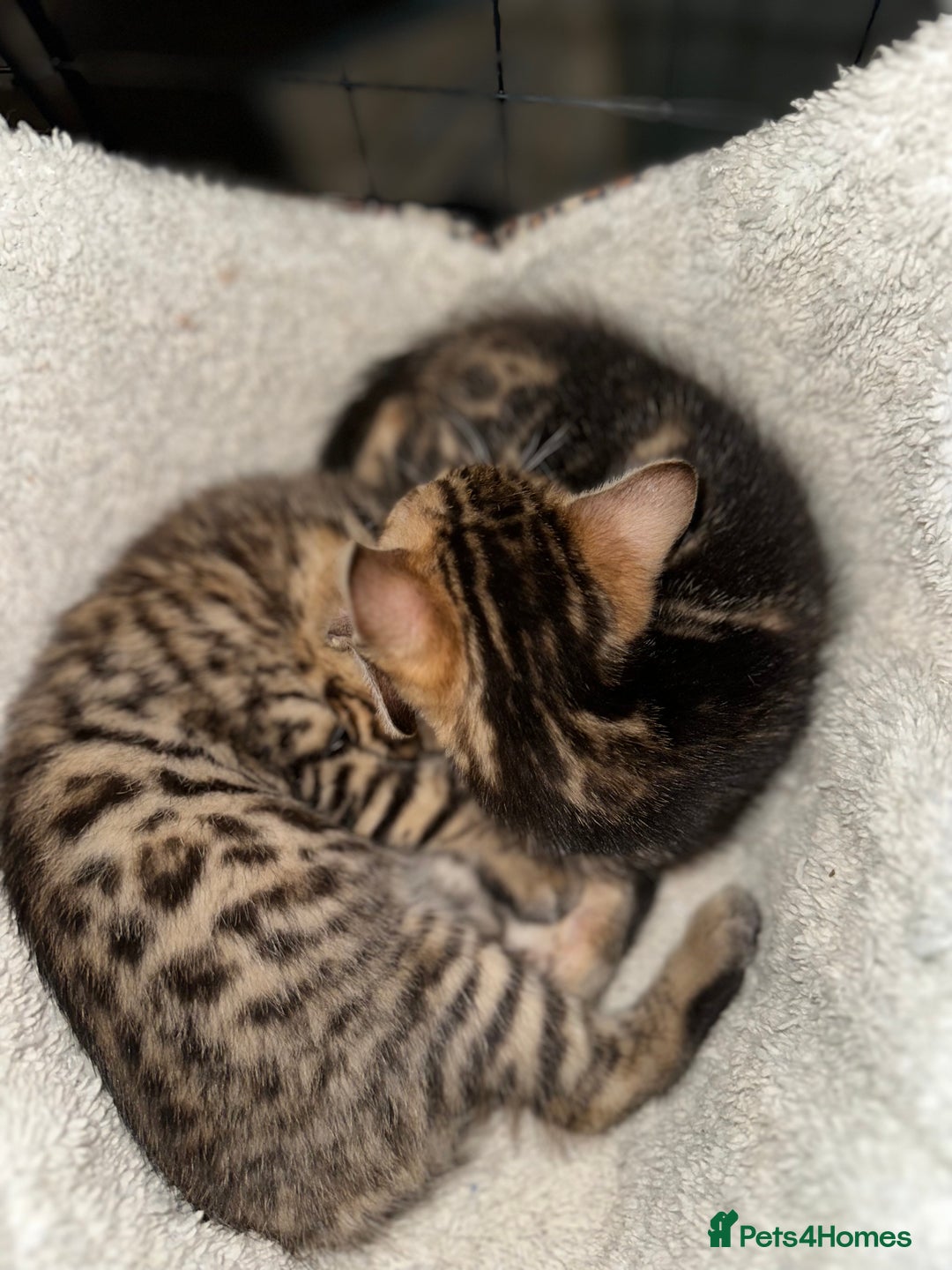 Bengal cats for sale: Snow Lynx, Marble & Brown Rosette Bengals - Image 33