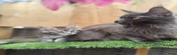 Maine Coon cats for sale: Blue smoke kittens from champion blood line - Advert 5