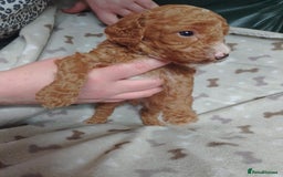 Cockapoo dogs for sale: Gorgeous F1B Miniature Cockapoo puppies  - Image 1