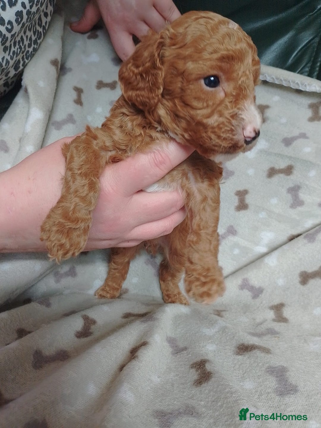 Cockapoo dogs for sale: Gorgeous F1B Miniature Cockapoo puppies  - Image 1