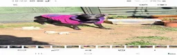 Whippet dogs for sale: Whippet - Advert 3
