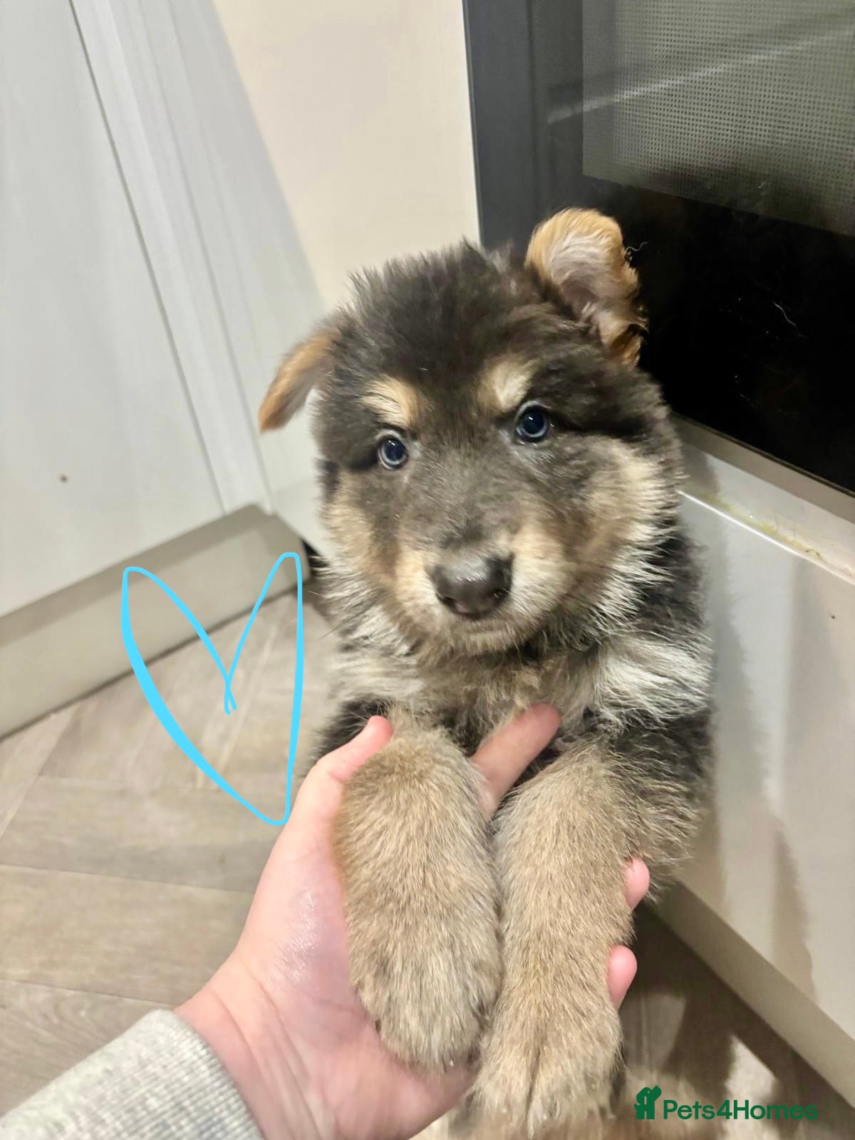 German Shepherd dogs Last three Beautiful KC Registered 🐶 - Advert 2