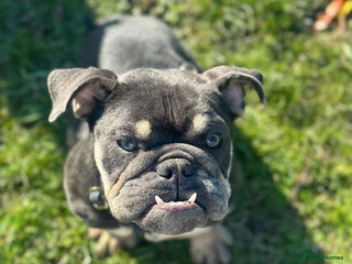 English Bulldog dogs Sad sale of - Advert 2