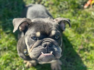 English Bulldog dogs Sad sale of - Advert 8