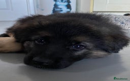 German Shepherd dogs for sale: KC Reg. Amazing Beautiful Girls Awaiting A Home ❤️ - Image 5