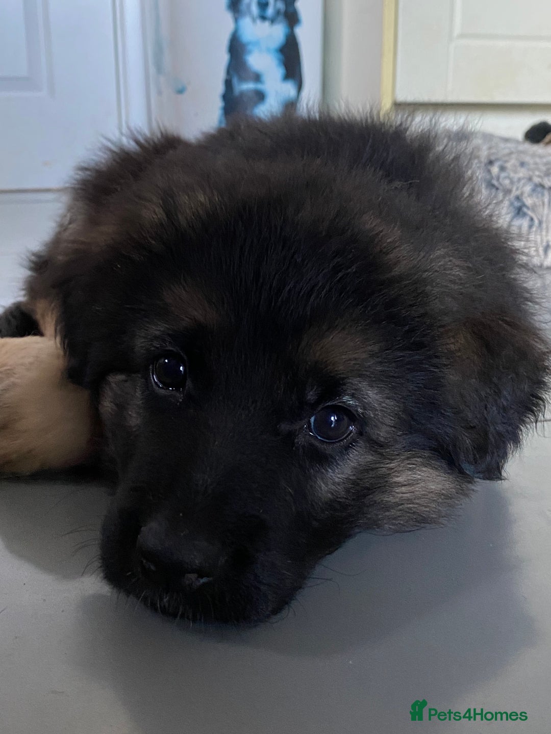 German Shepherd dogs for sale: KC Reg. Amazing Beautiful Girls Awaiting A Home ❤️ - Image 5