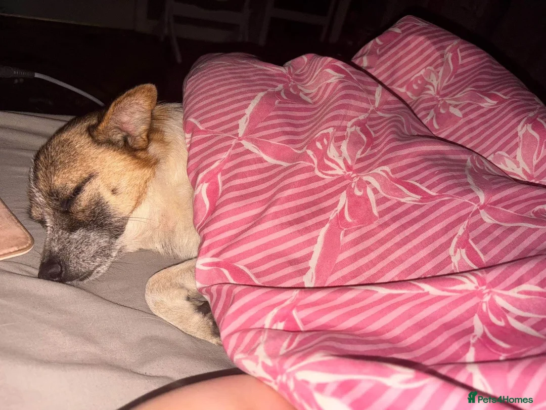 Mixed Breed dogs for adoption: Shira - Norwich Norfolk  - Advert 1
