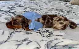 Miniature Dachshund dogs for sale: KC Championship line miniature dachshunds  - Image 11