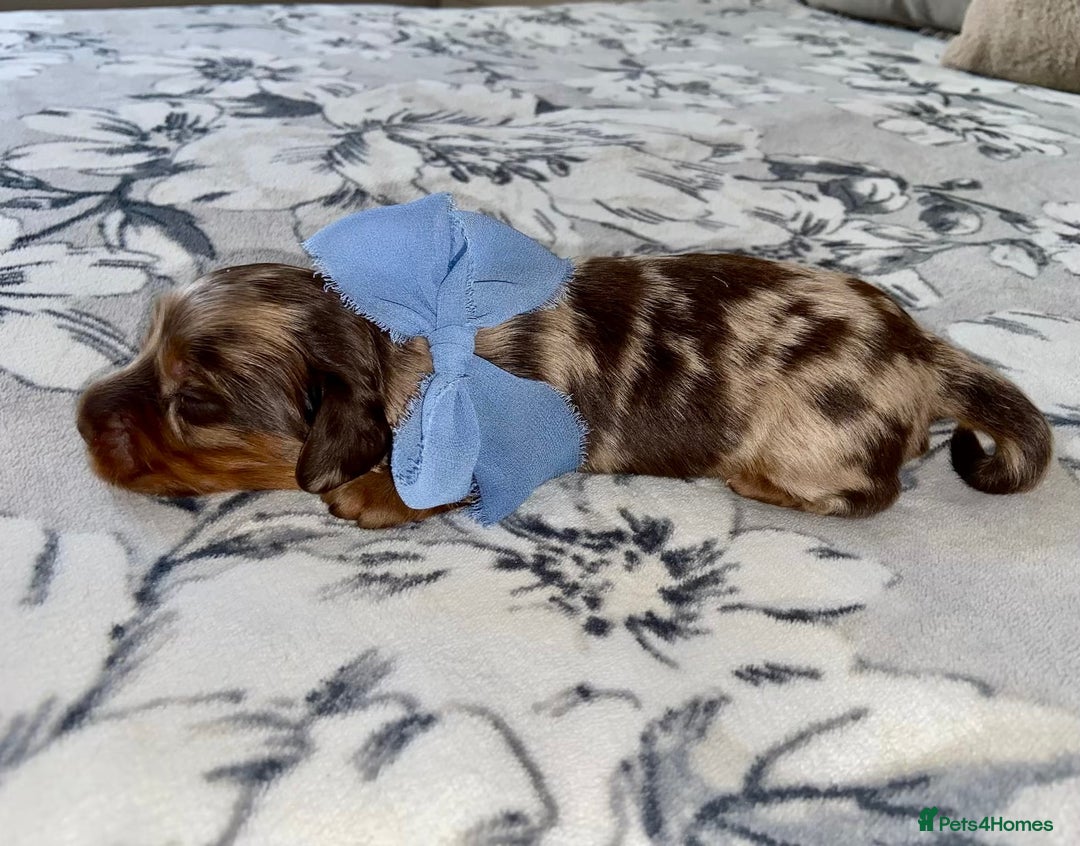 Miniature Dachshund dogs for sale: KC Championship line miniature dachshunds  - Image 11