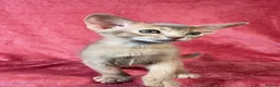Abyssinian cats for sale: Beautiful GCCF Registered Abyssinian Kittens 💙❤️ - Advert 9
