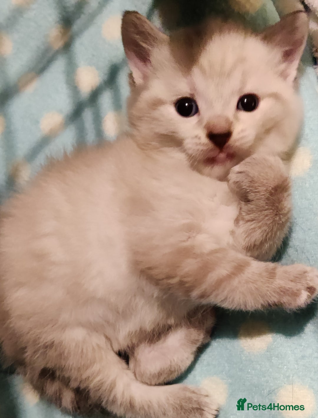Russian Blue cats for sale: Gorgeous Russian Blue kittens 4 weeks  - Advert 9